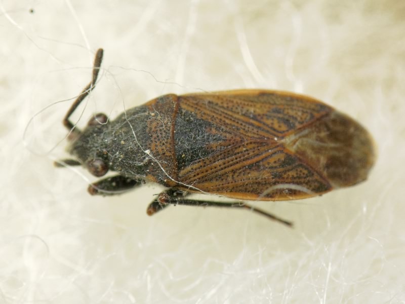 Peritrechus geniculatus (Hahn, 1832)
